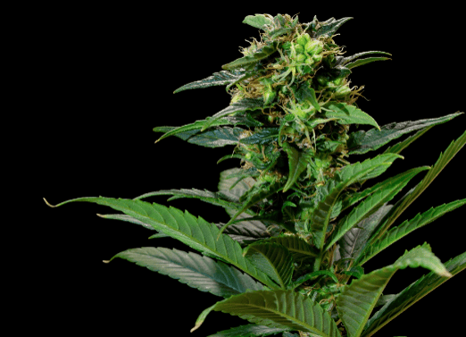 Cannabis sativa plant